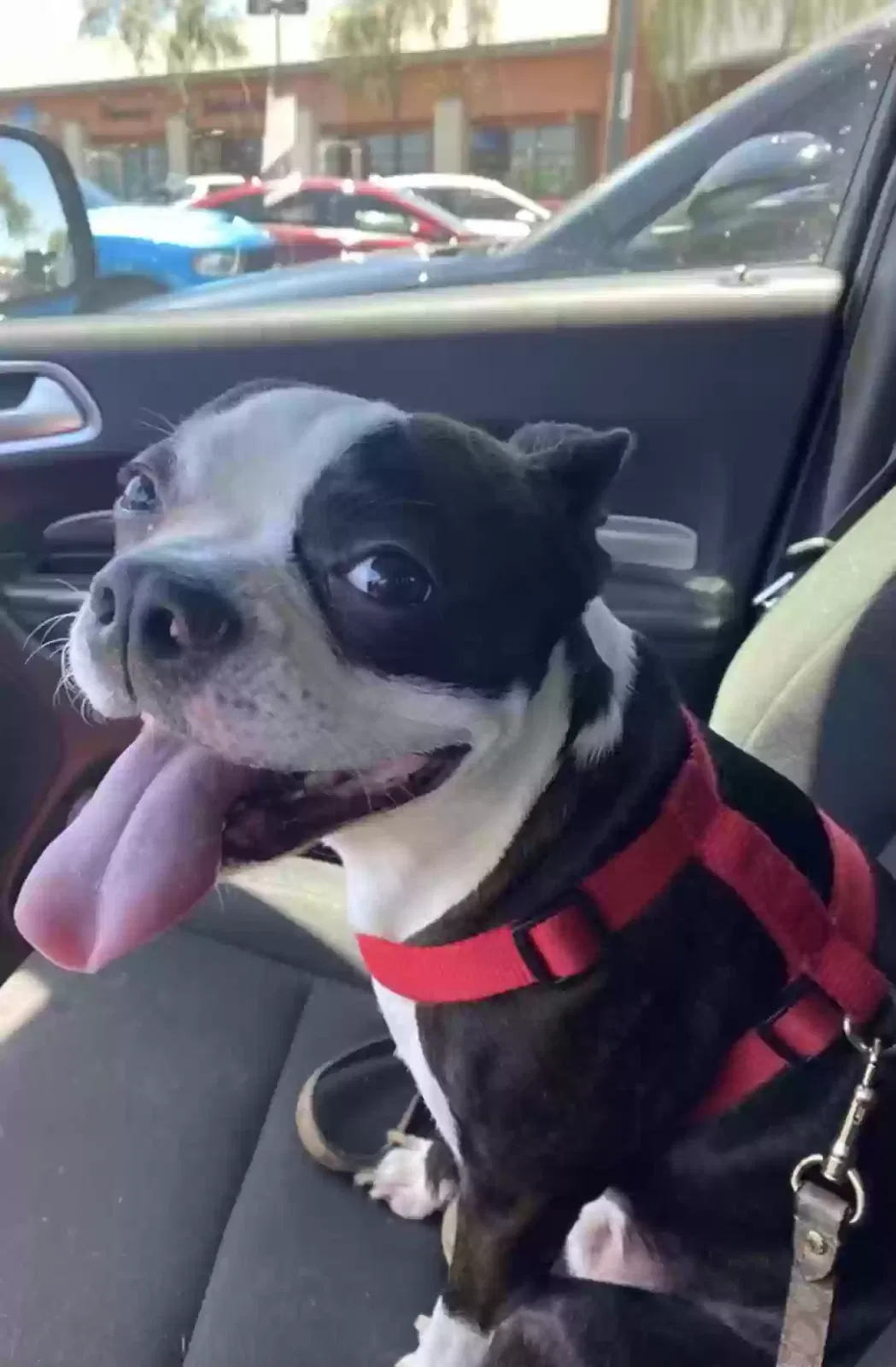 Lost dog in Buckeye, AZ, 85326