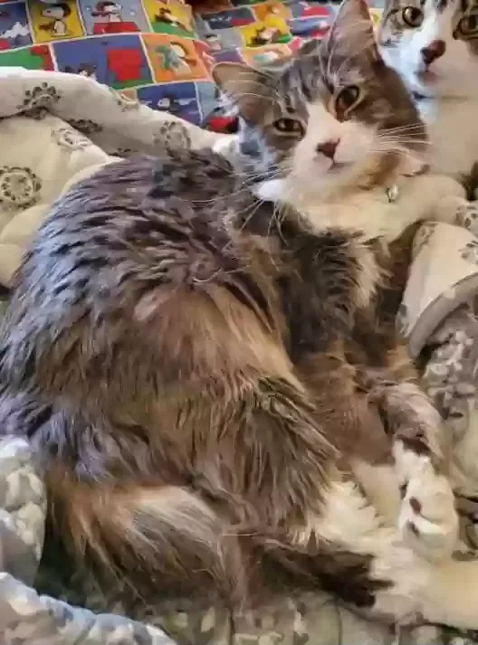 Lost cat in Maspeth, NY, 11378