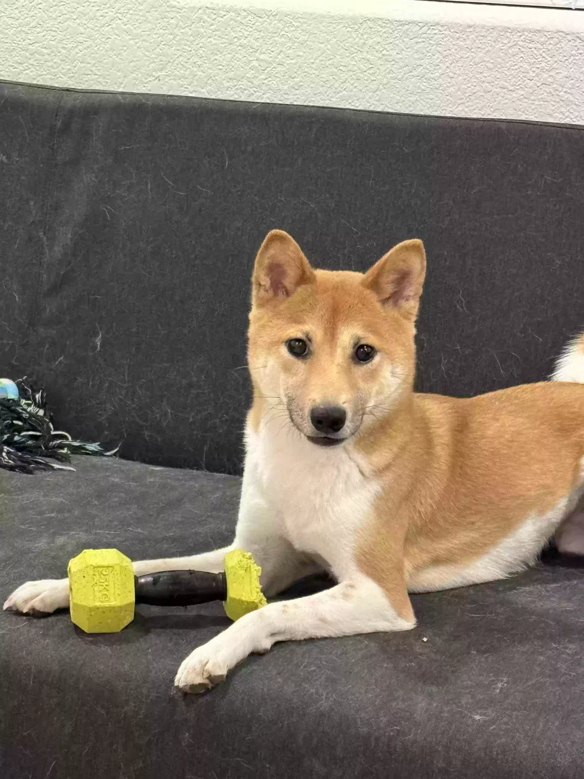 Lost dog in Las Vegas, NV, 89148