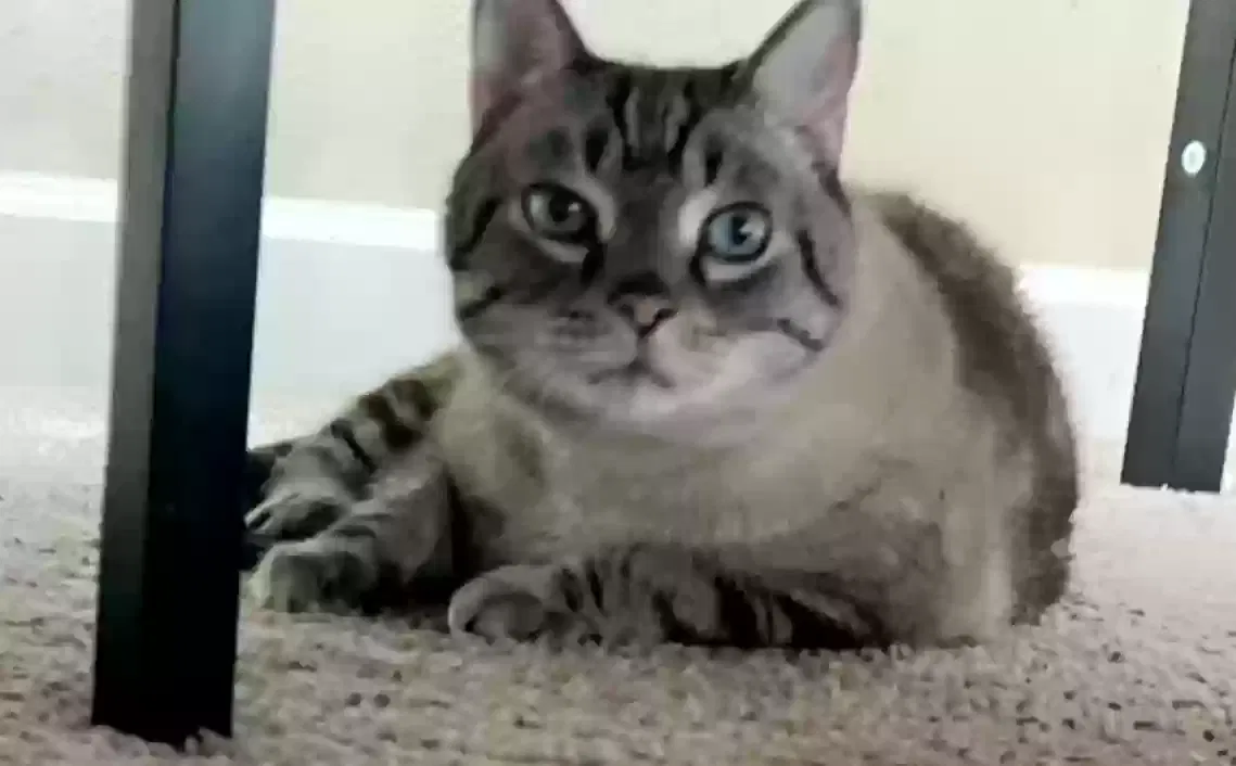 Lost cat in Lakeland, FL, 33803