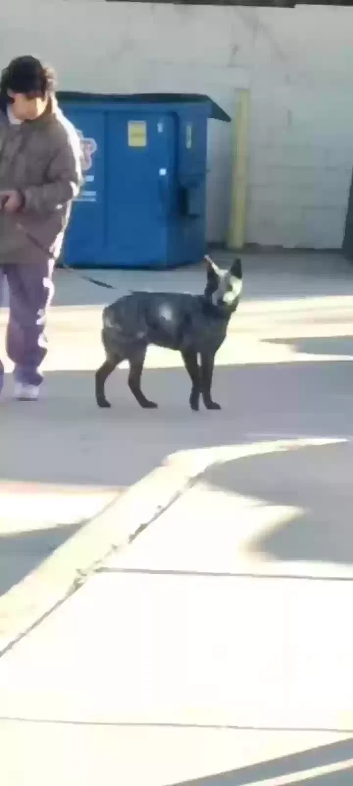 Lost dog in Fort Worth, TX, 76105