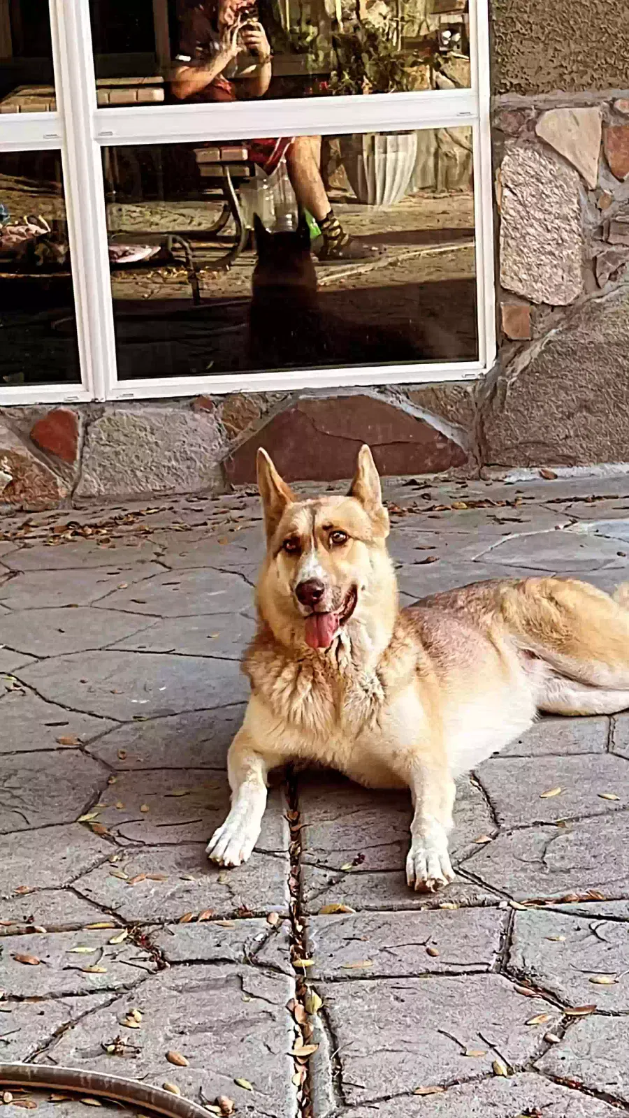 Lost dog in San Diego, CA, 92114