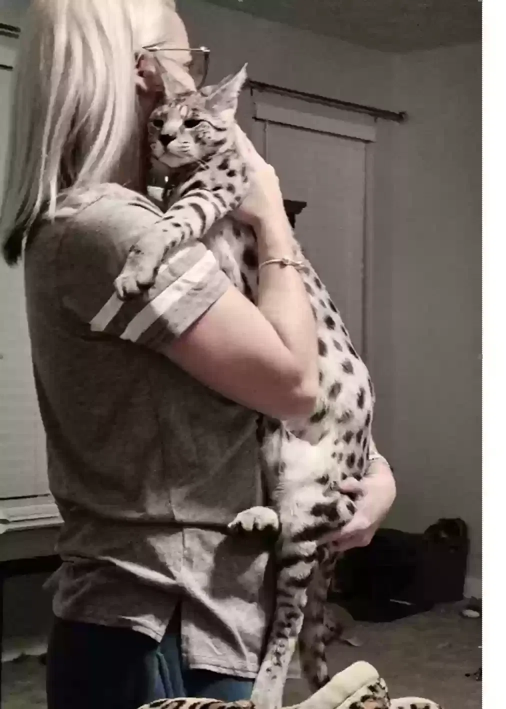 Lost cat in Middletown, OH, 45044