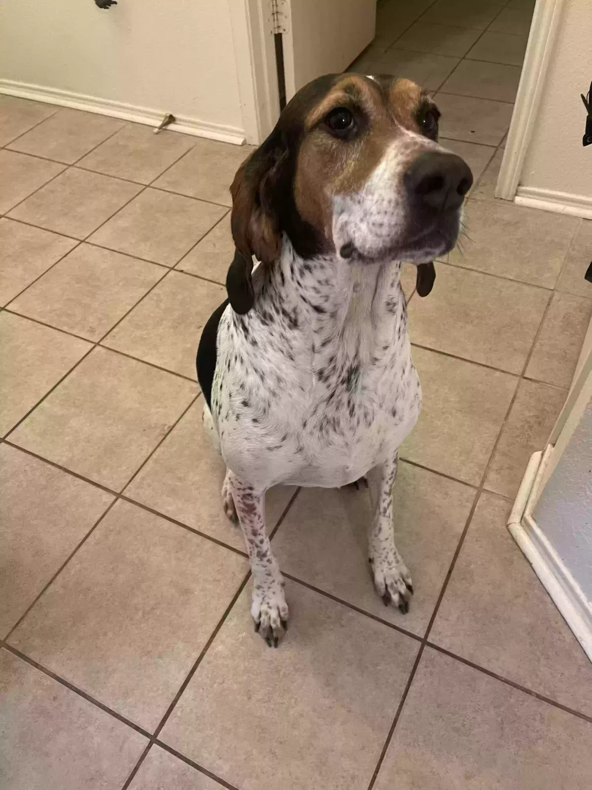 Lost dog in Fort Worth, TX, 76108