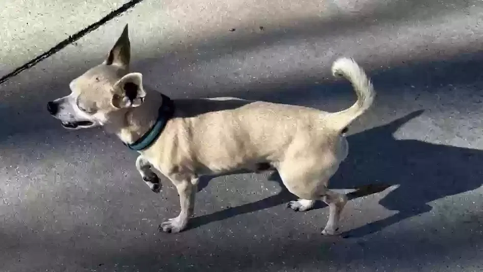 Lost dog in Baton Rouge, LA, 70810