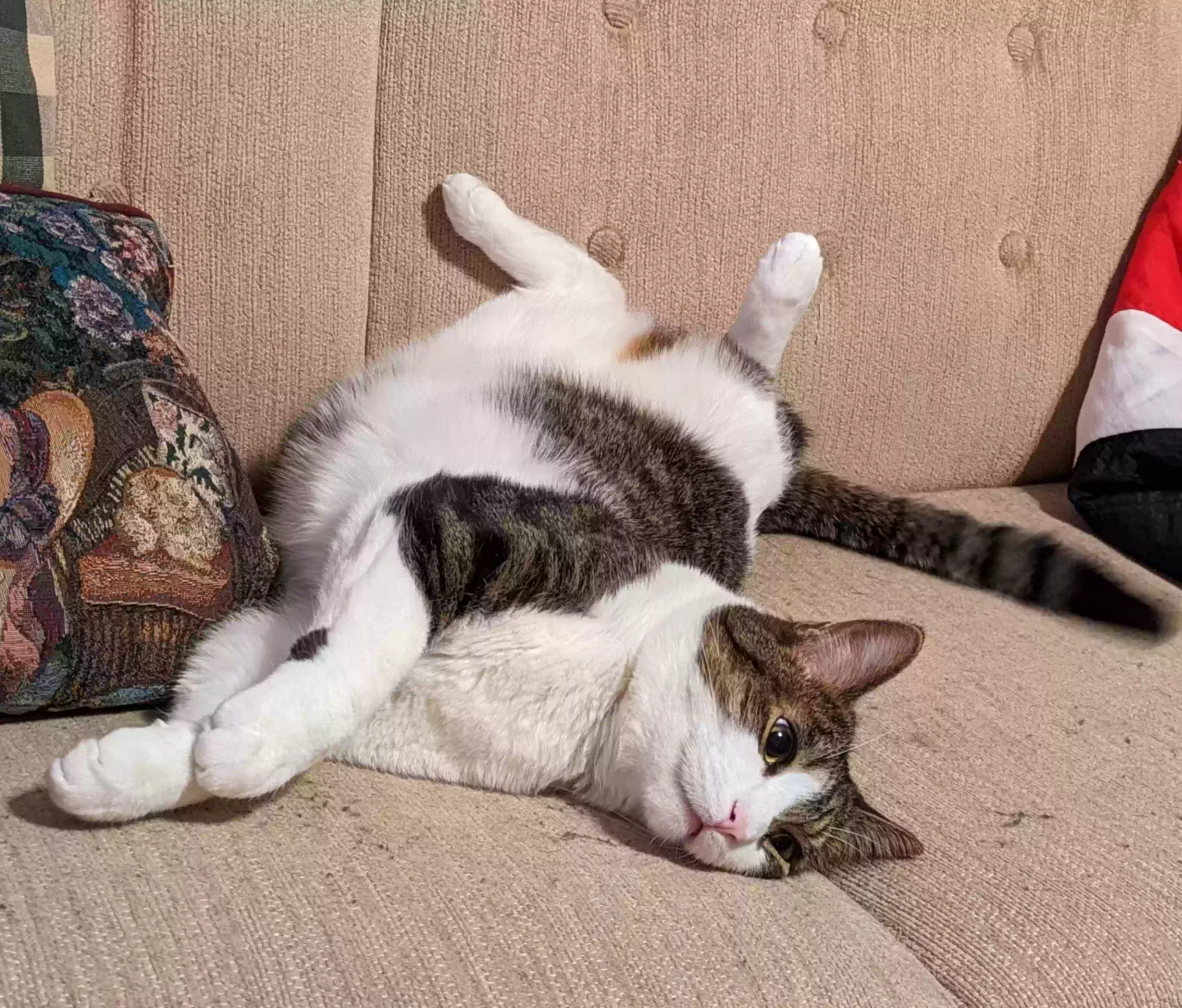 Lost cat in Lake Saint Louis, MO, 63367