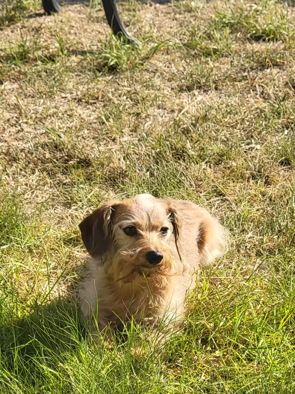 Lost dog in San Antonio, TX, 78223