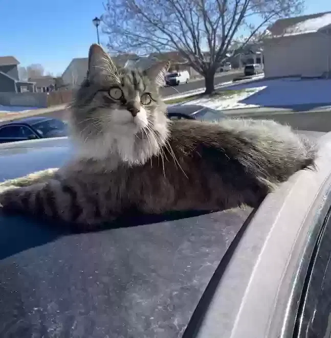 Lost cat in Evans, CO, 80620