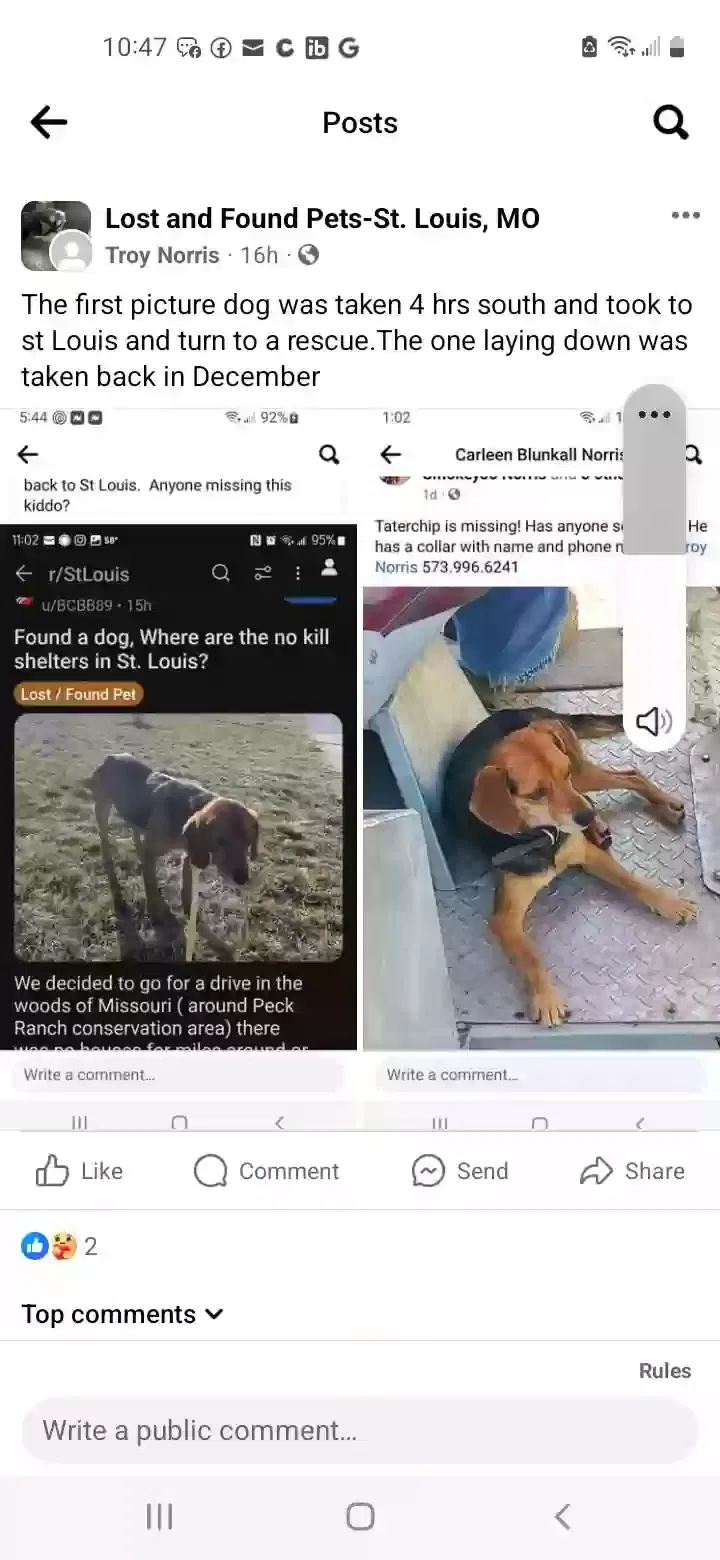 Lost dog in Sikeston, MO, 63801