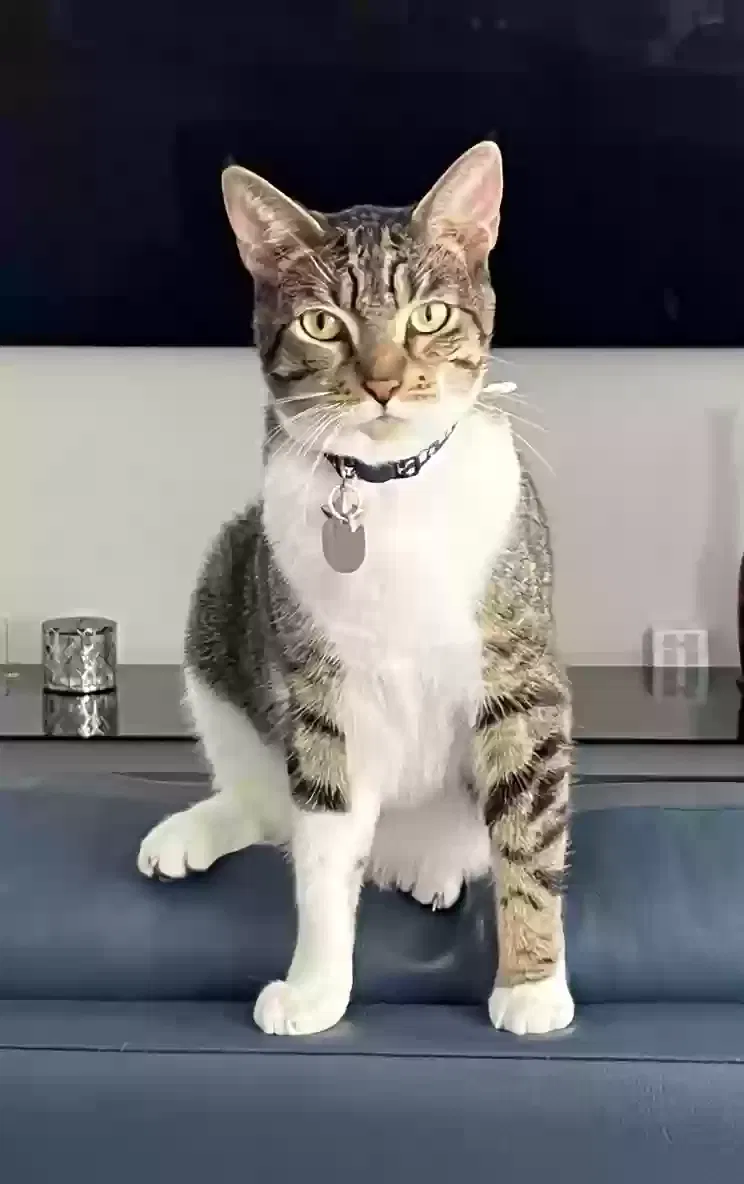 Lost cat in Miami, FL, 33185