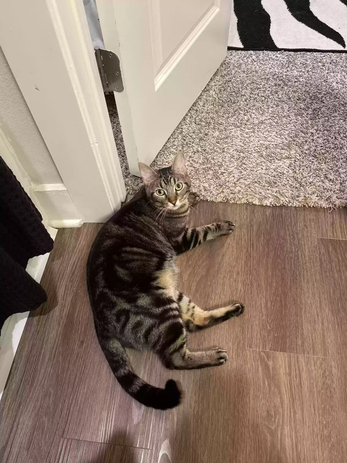 Lost cat in Humble, TX, 77338