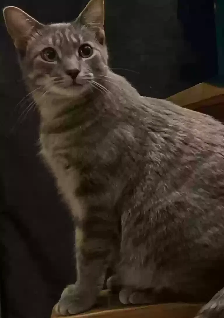 Lost cat in Rosanky, TX, 78953