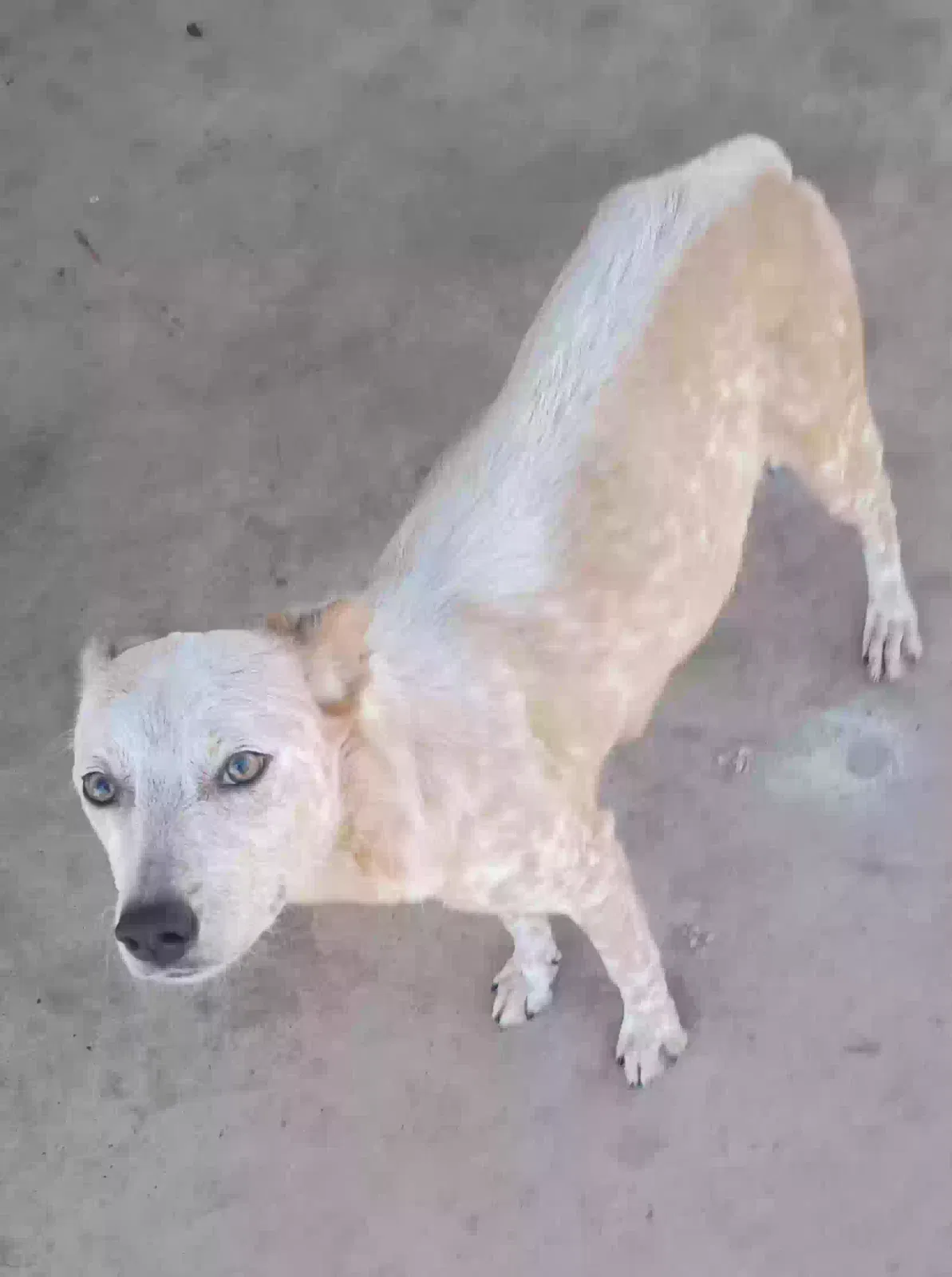 Lost dog in Phoenix, AZ, 85016