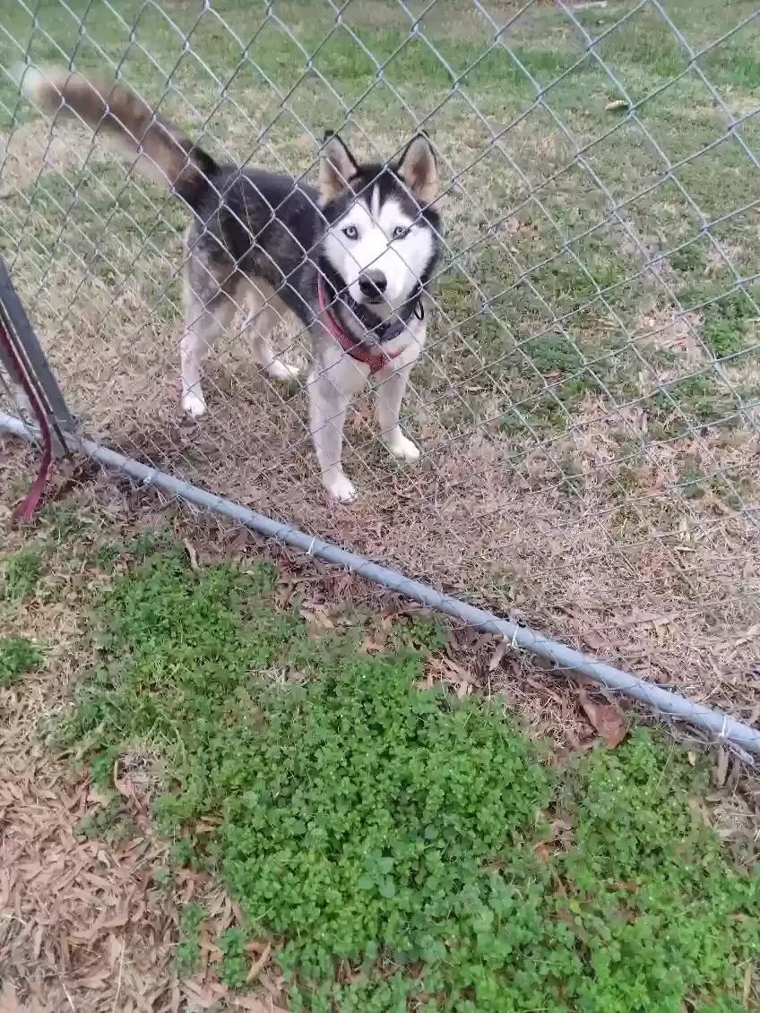Found dog in Cherryville, NC, 28021