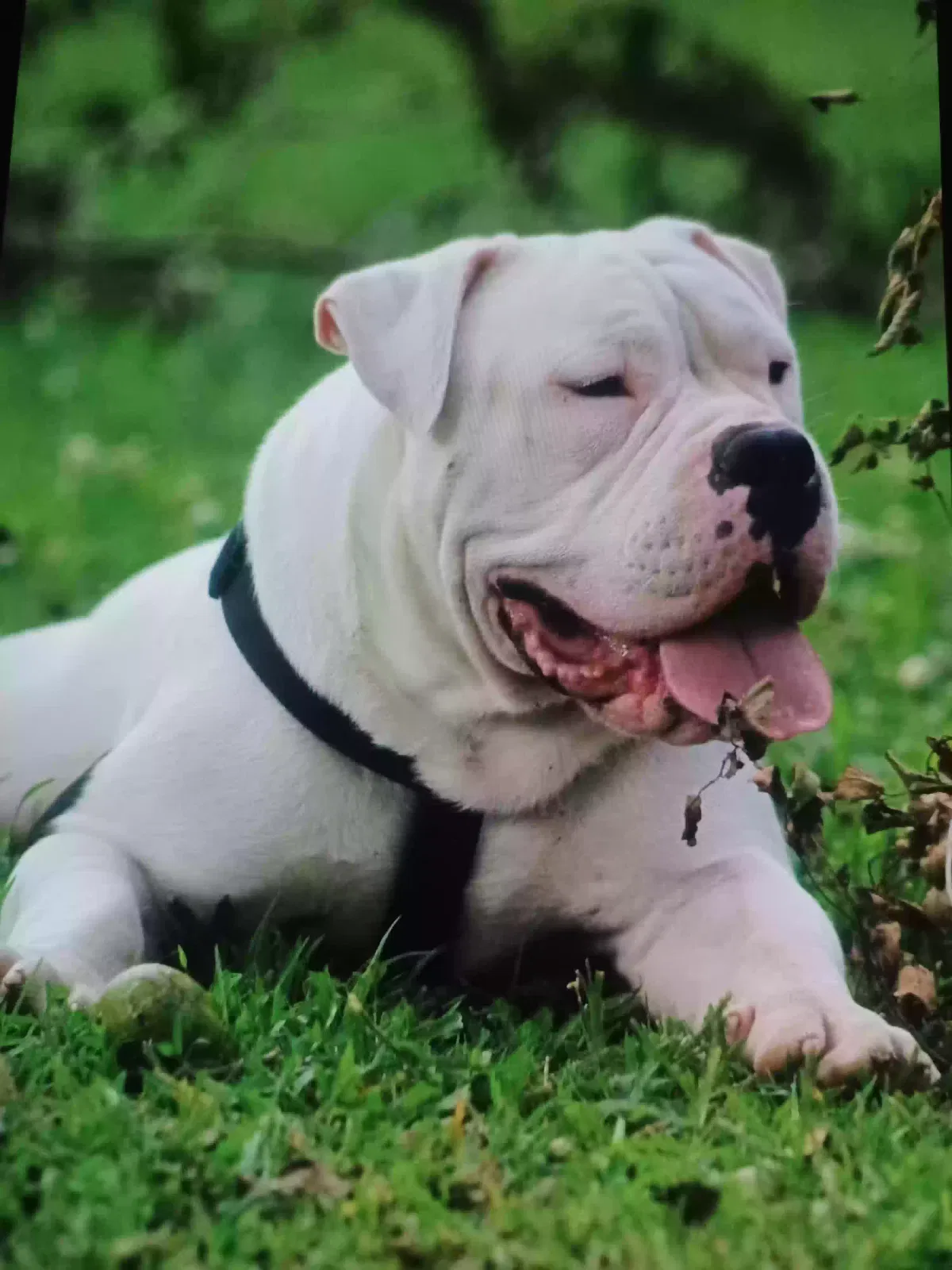 Lost dog in Grandview, MO, 64030