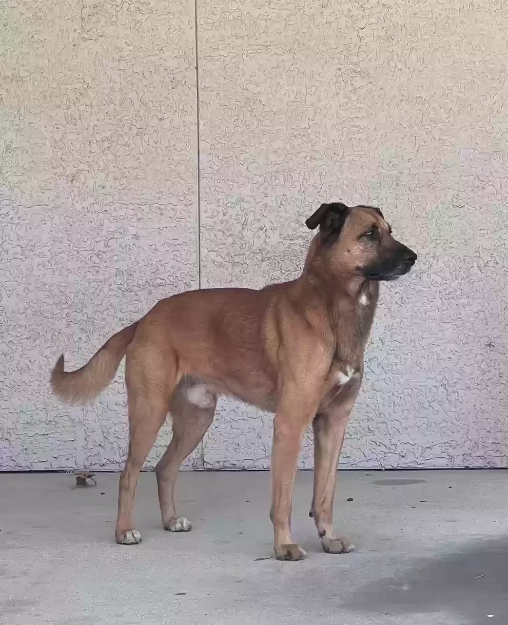 Found dog in Houston, TX, 77065