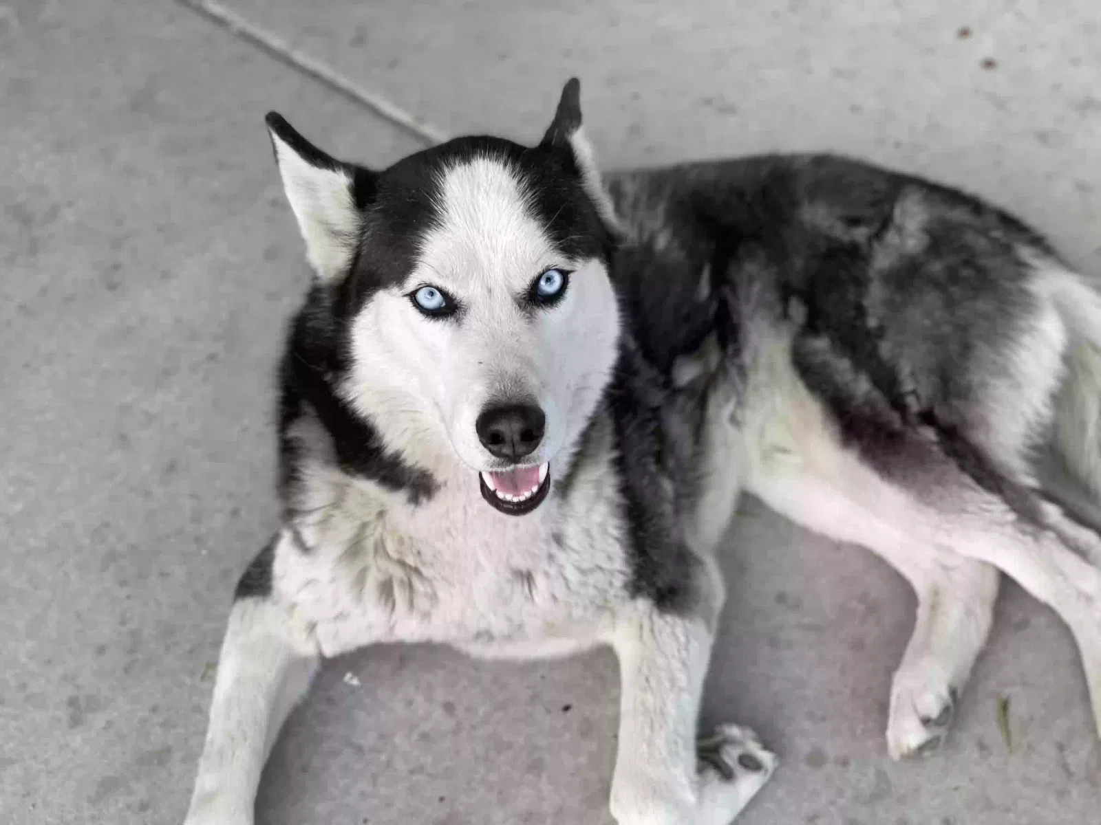 Missing Dog