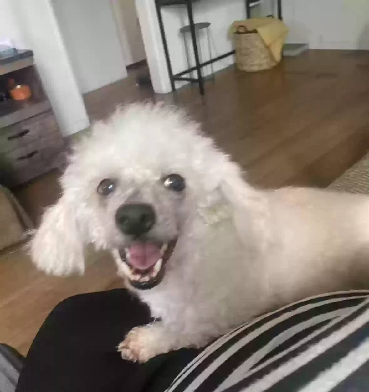 Lost dog in Long Beach, CA, 90806