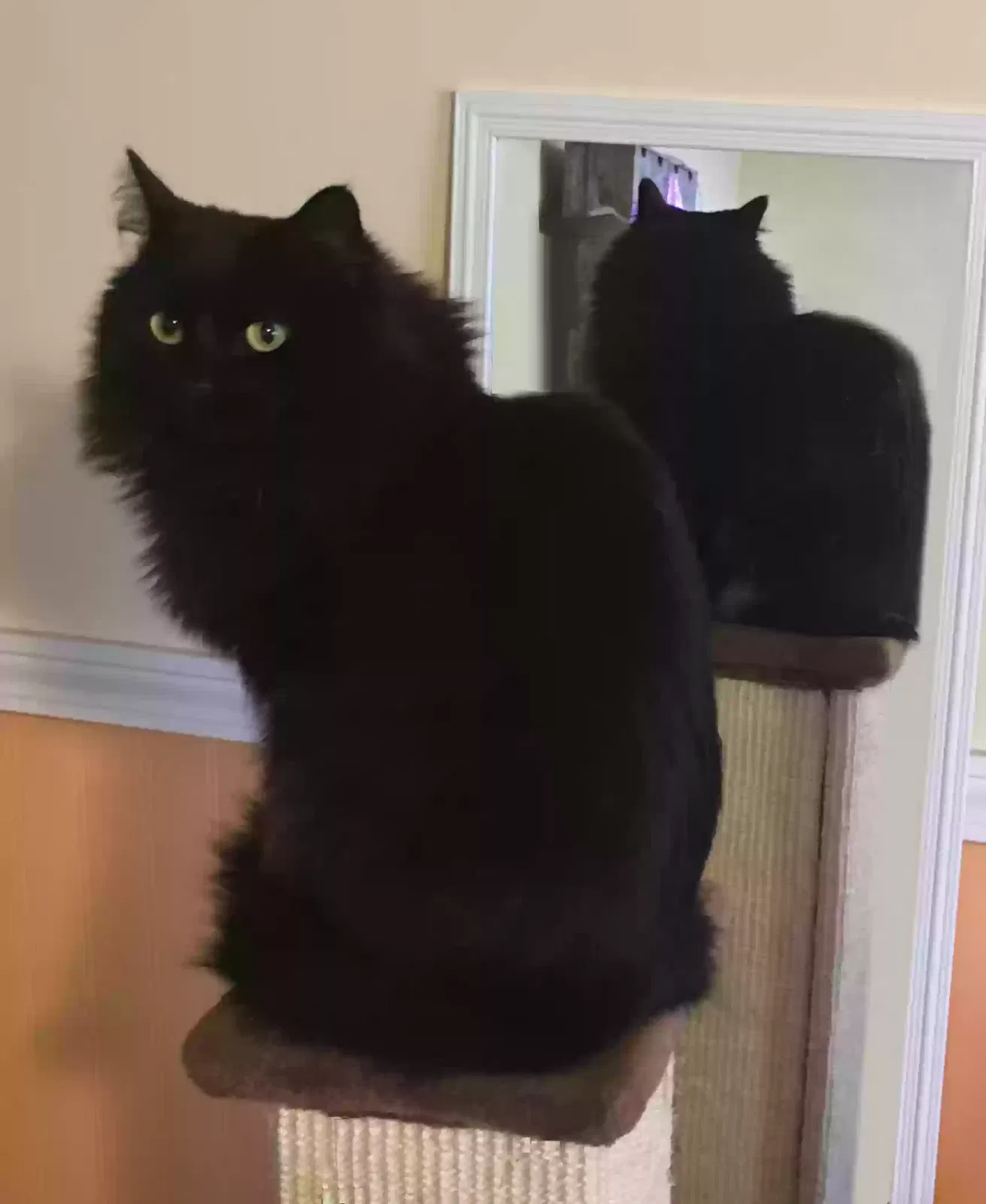 Lost cat in Bloomington, IN, 47403