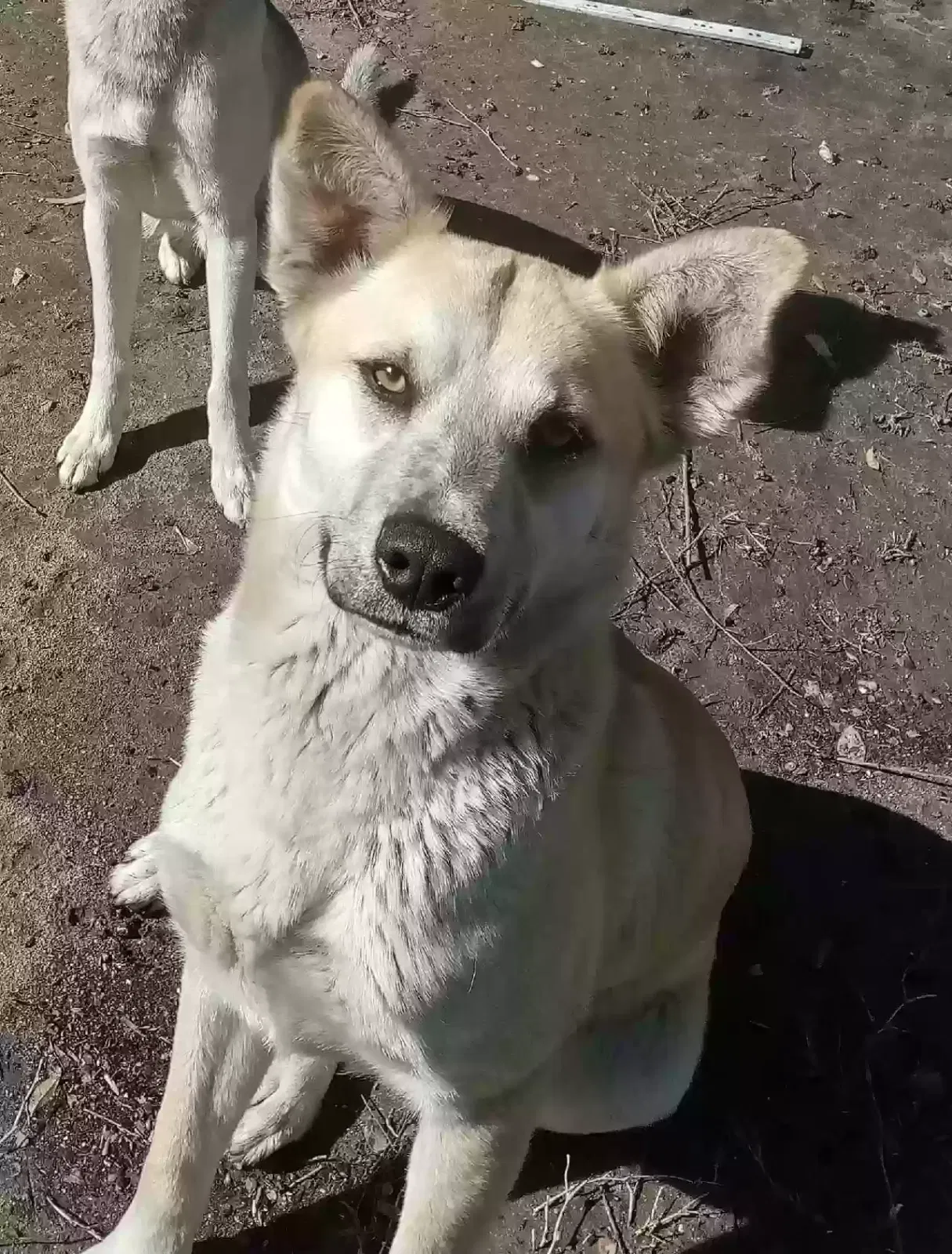 Lost dog in Wilmington, CA, 90744