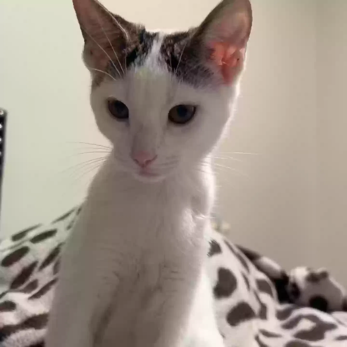 Lost cat in Baltimore, MD, 21216