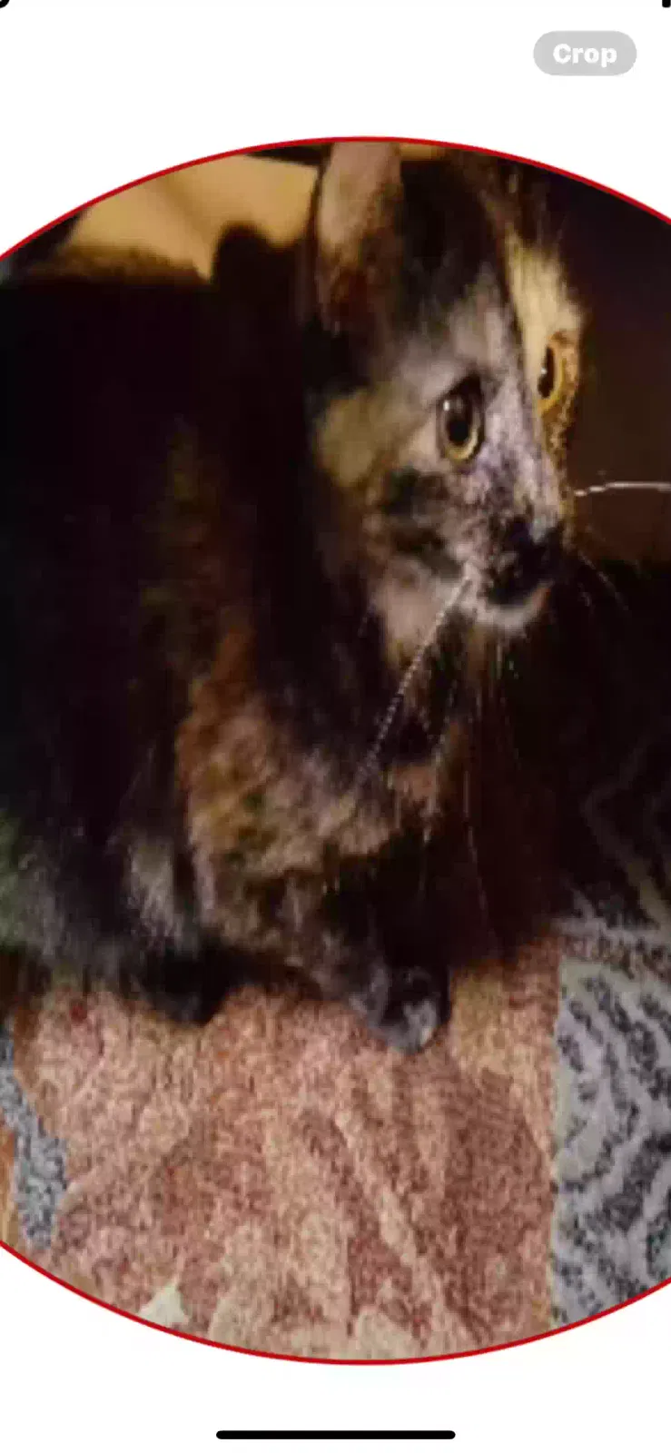 Lost cat in Sibley, MO, 64088