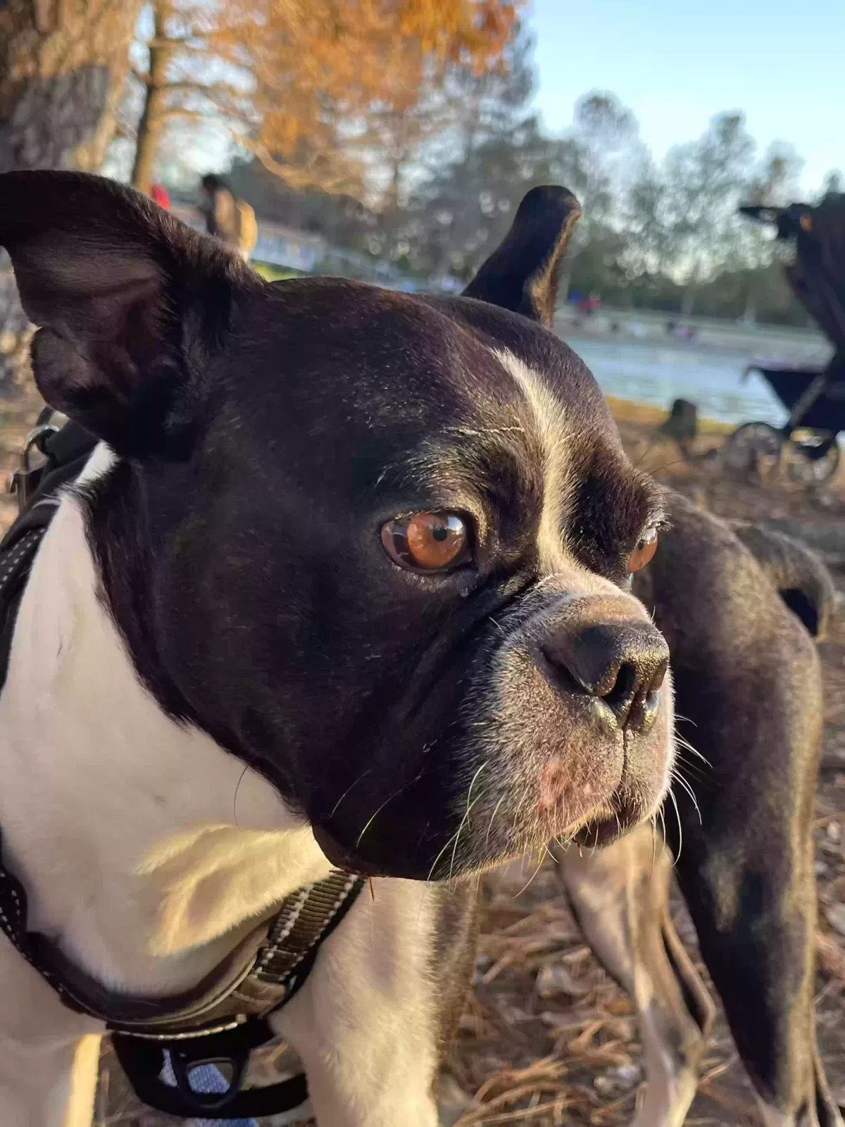 Lost dog in Houston, TX, 77071