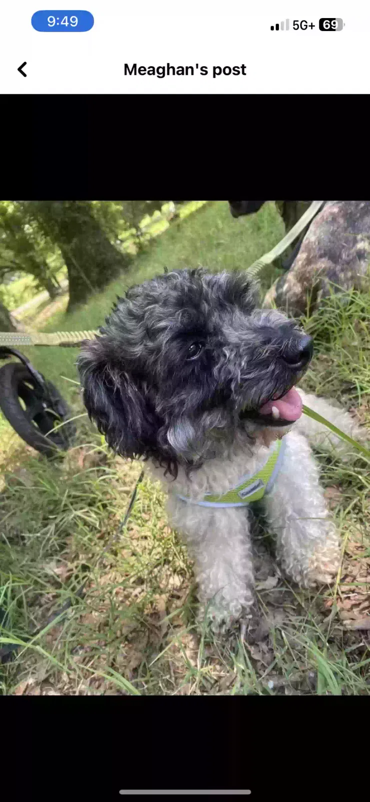 Lost dog in Memphis, TN, 38125