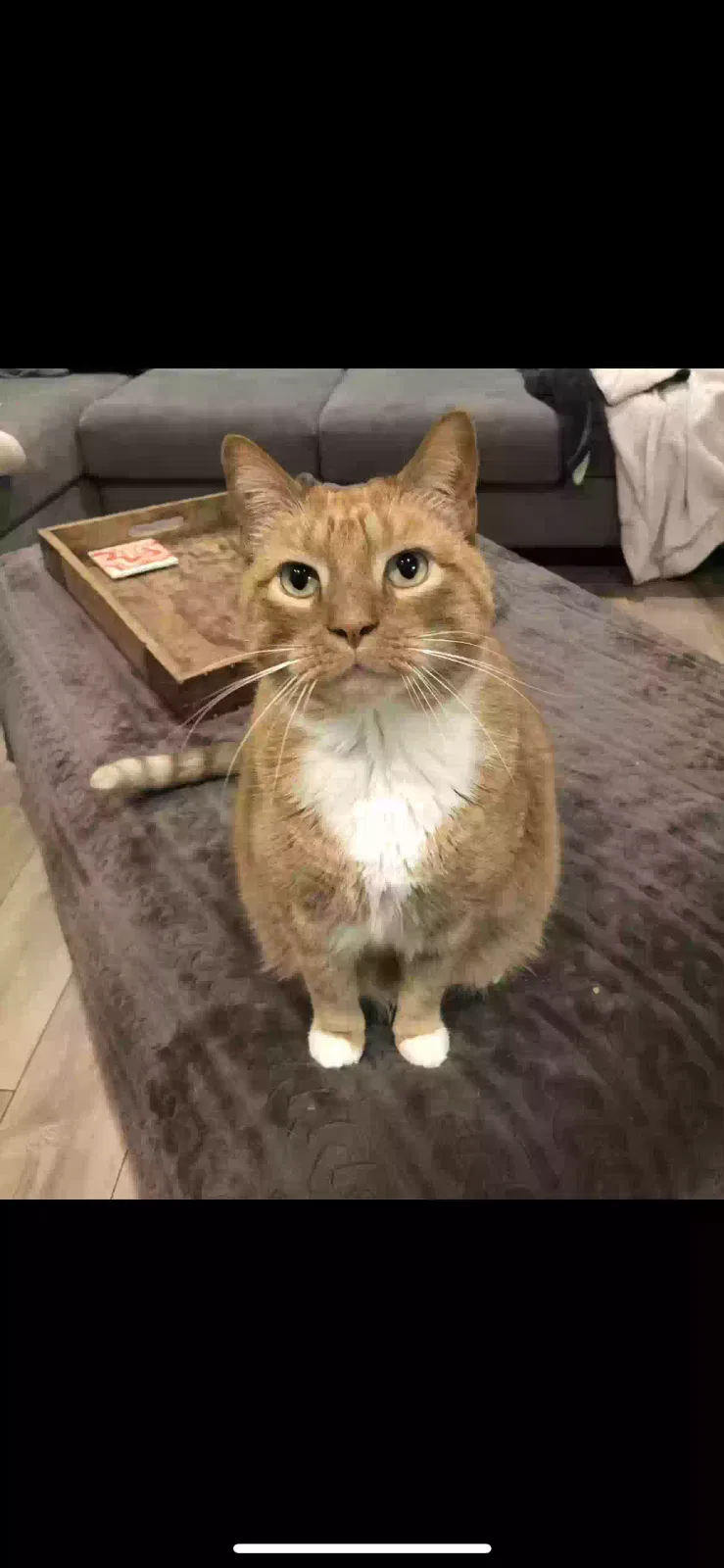 Lost cat in San Diego, CA, 92124