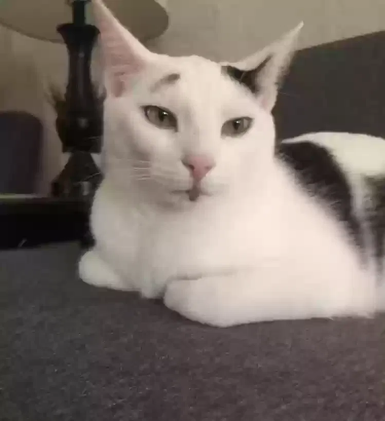 Lost cat in Port Orange, FL, 32127