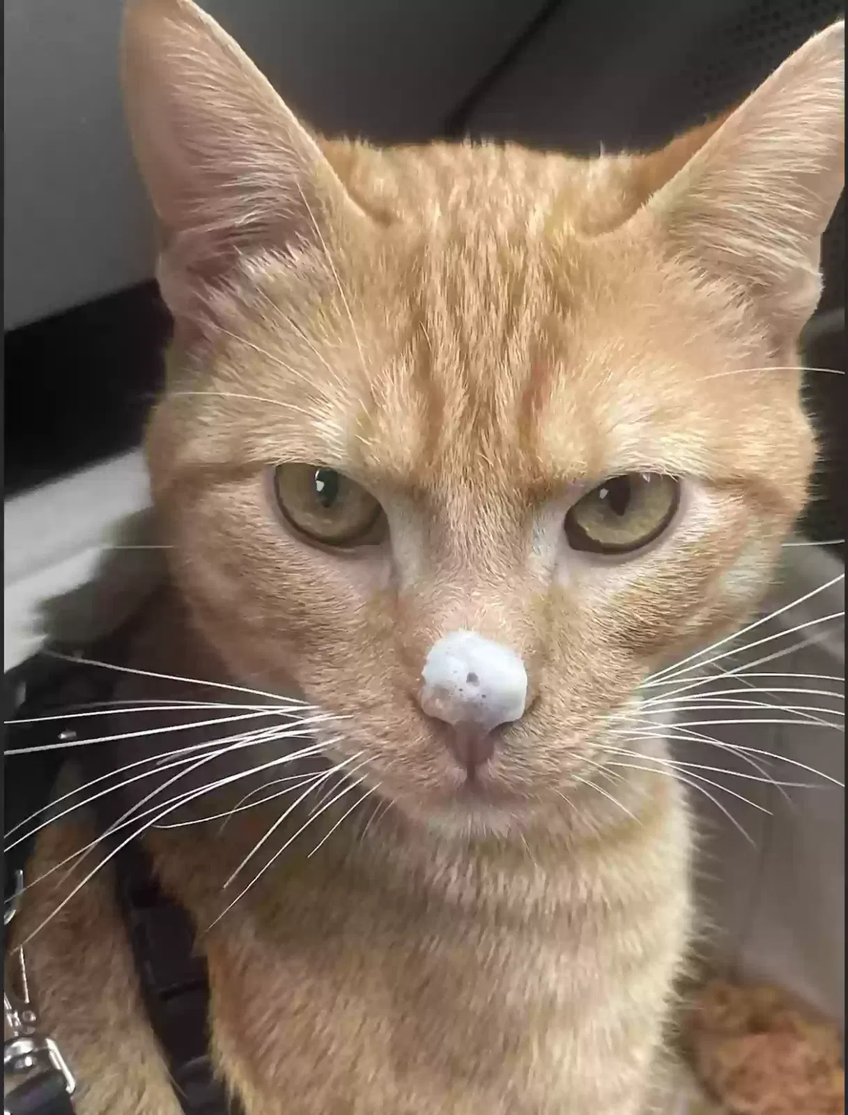 Lost cat in Los Angeles, CA, 90066