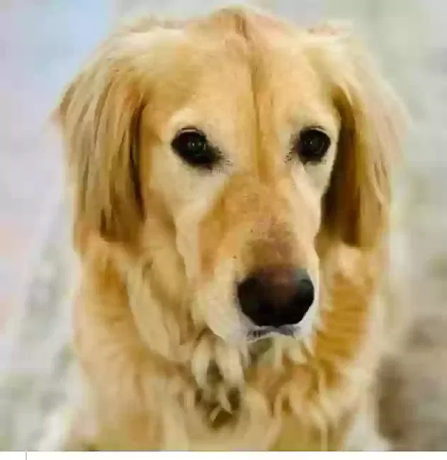 Lost dog in Winter Park, FL, 32789