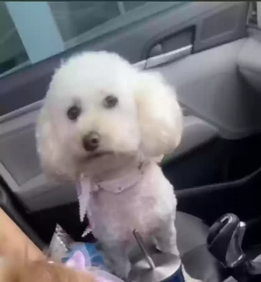 Lost dog in Miami, FL, 33142
