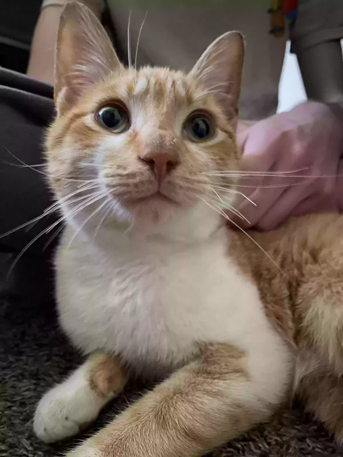 Lost cat in Cayce, SC, 29033