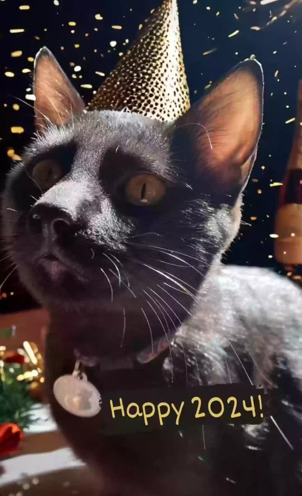 Lost cat in Albuquerque, NM, 87107