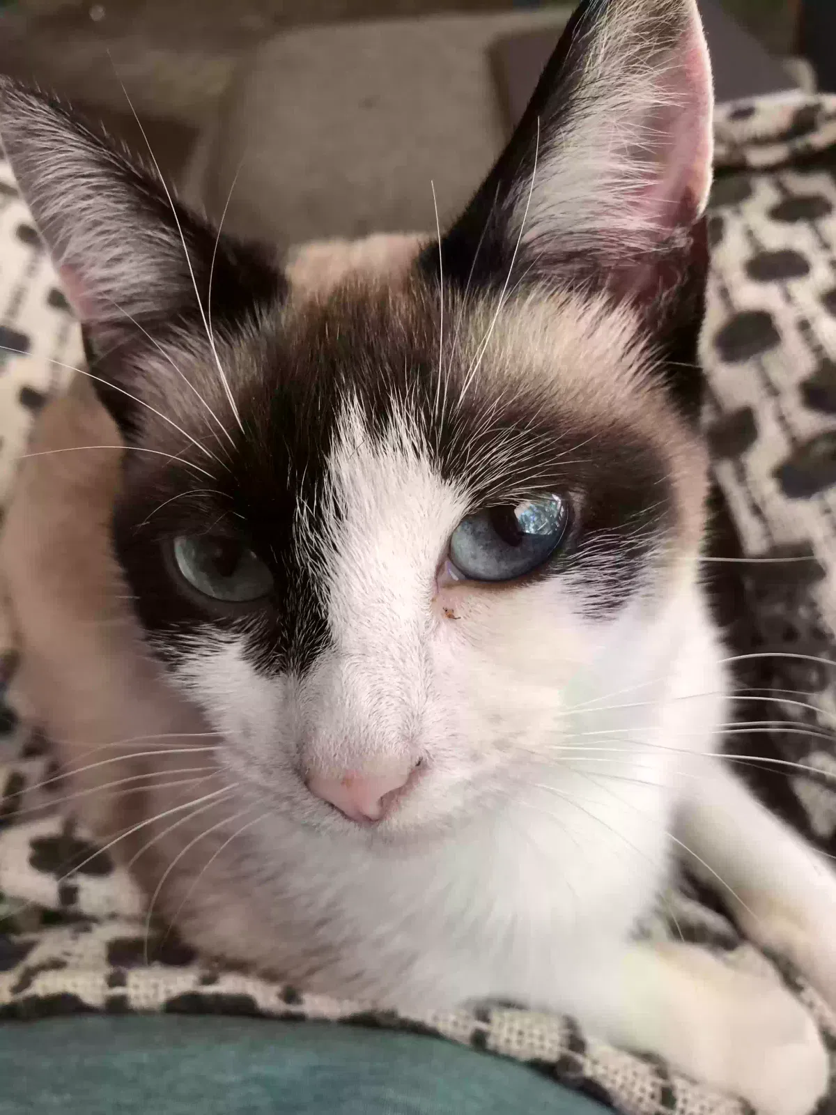 Lost cat in Greenville, SC, 29609
