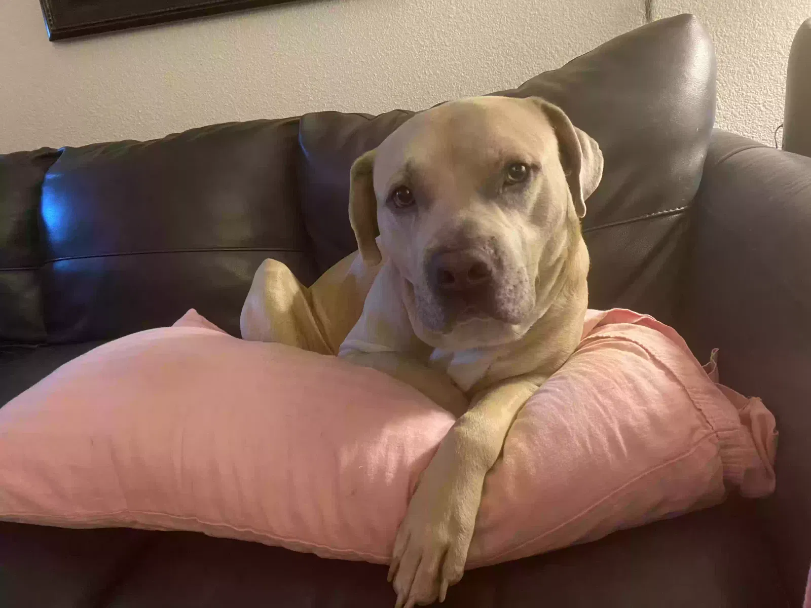Lost dog in Mesquite, TX, 75150
