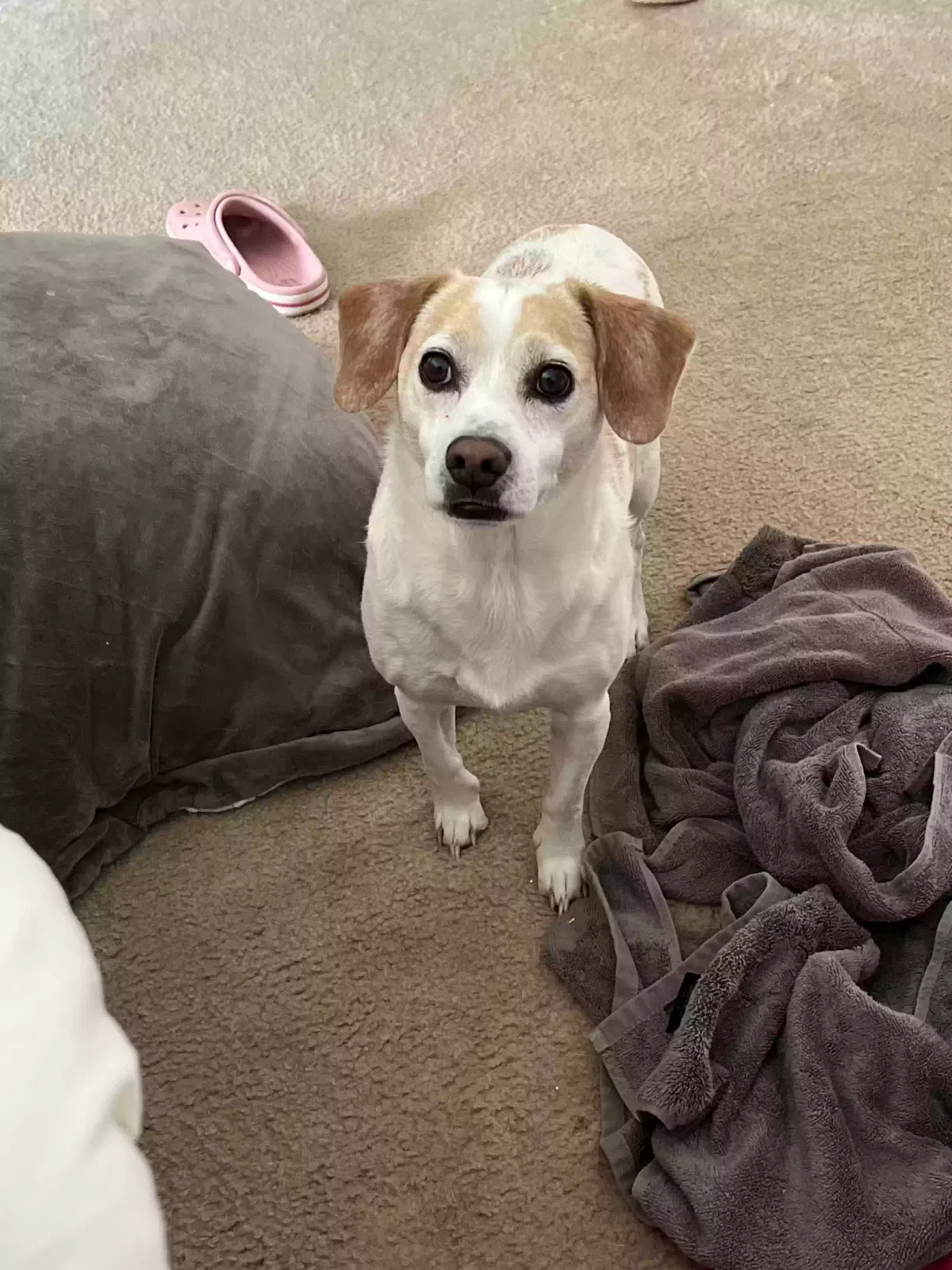 Lost dog in Trussville, AL, 35173