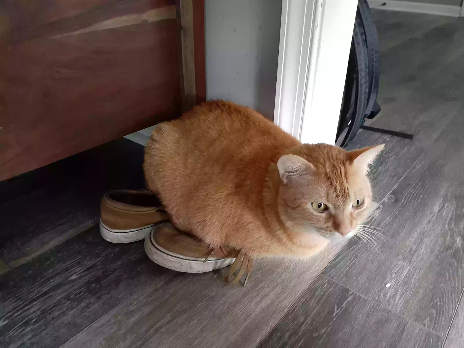 Lost cat in Poquoson, VA, 23662