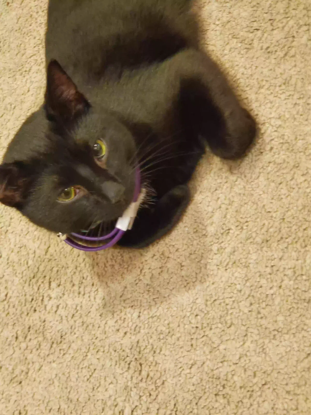 Lost cat in Matthews, NC, 28104