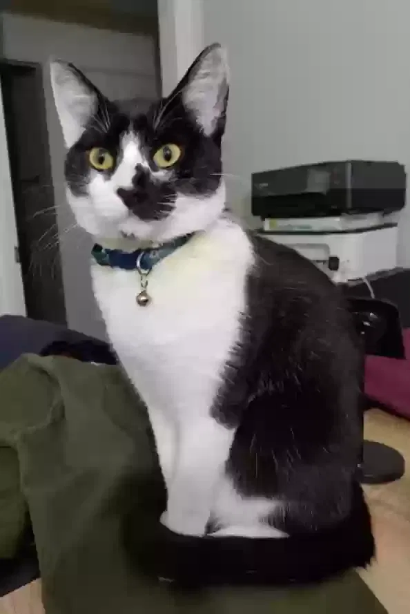 Lost cat in Unknown, CA, 92776