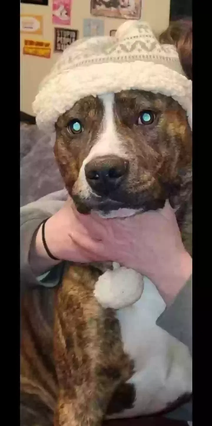 Lost dog in Kansas City, MO, 64125