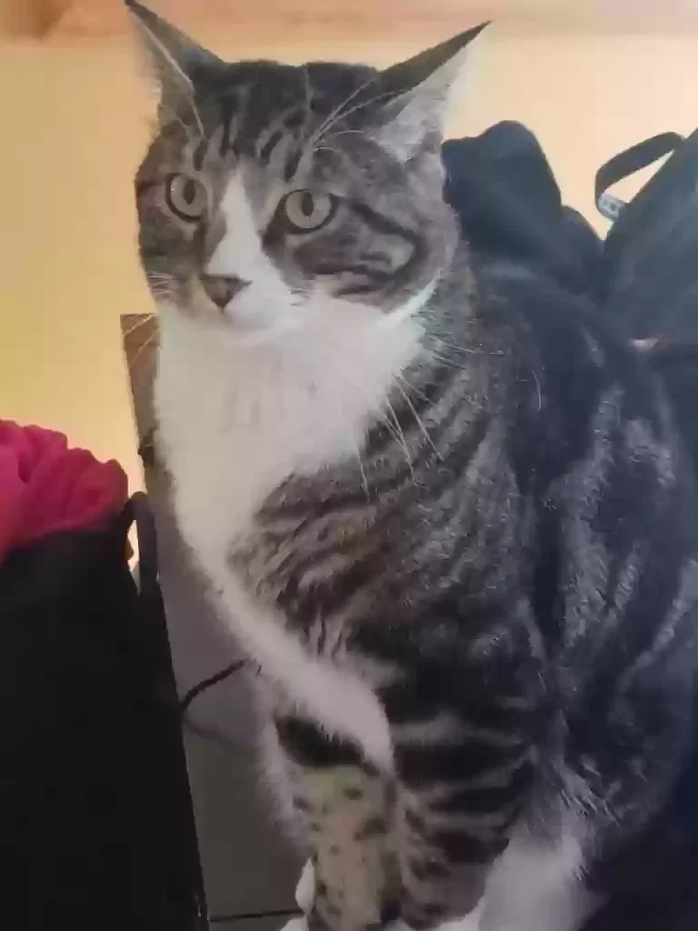 Lost cat in Kansas City, MO, 64114