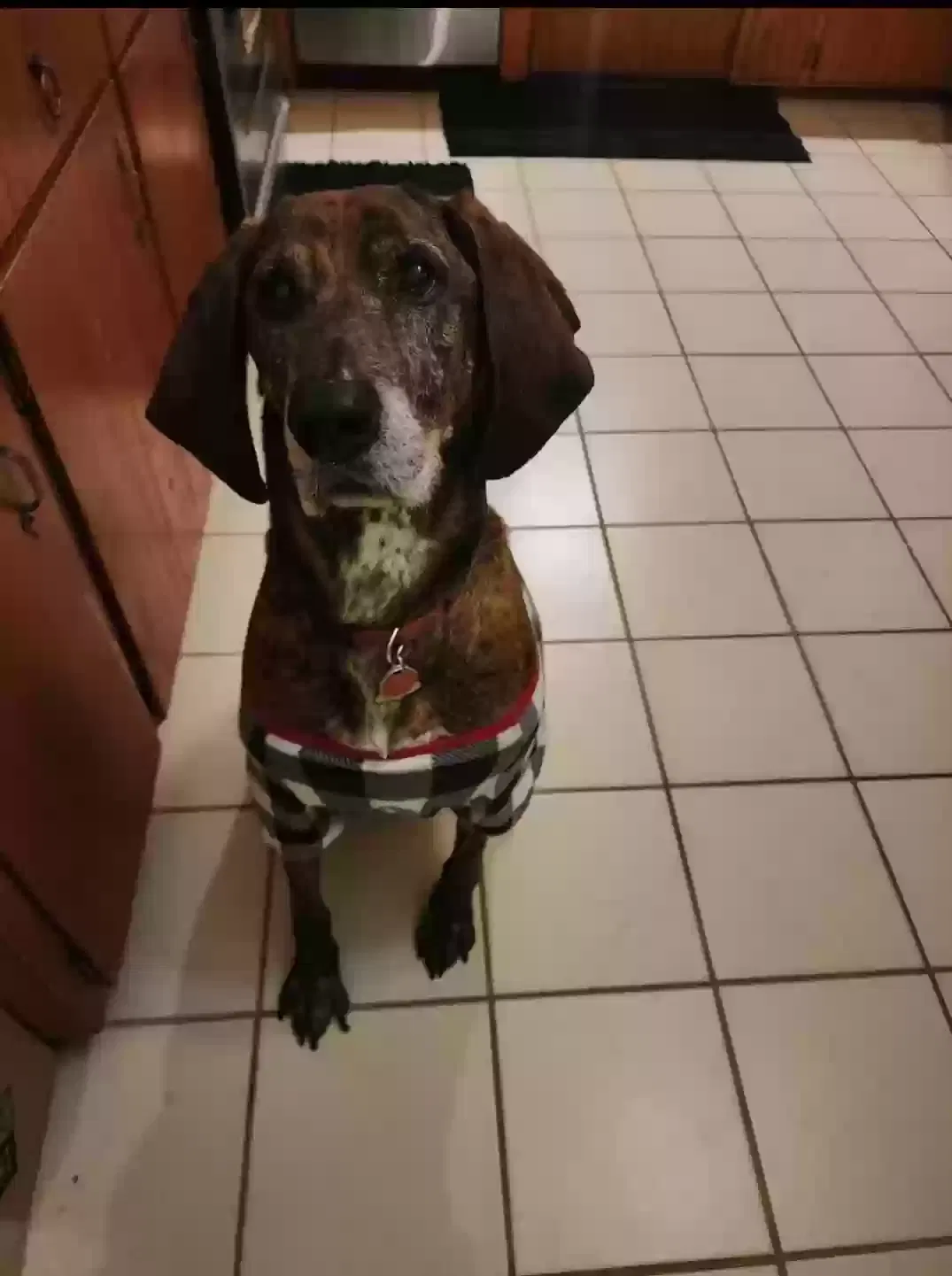 Lost dog in Montgomery, MN, 56069