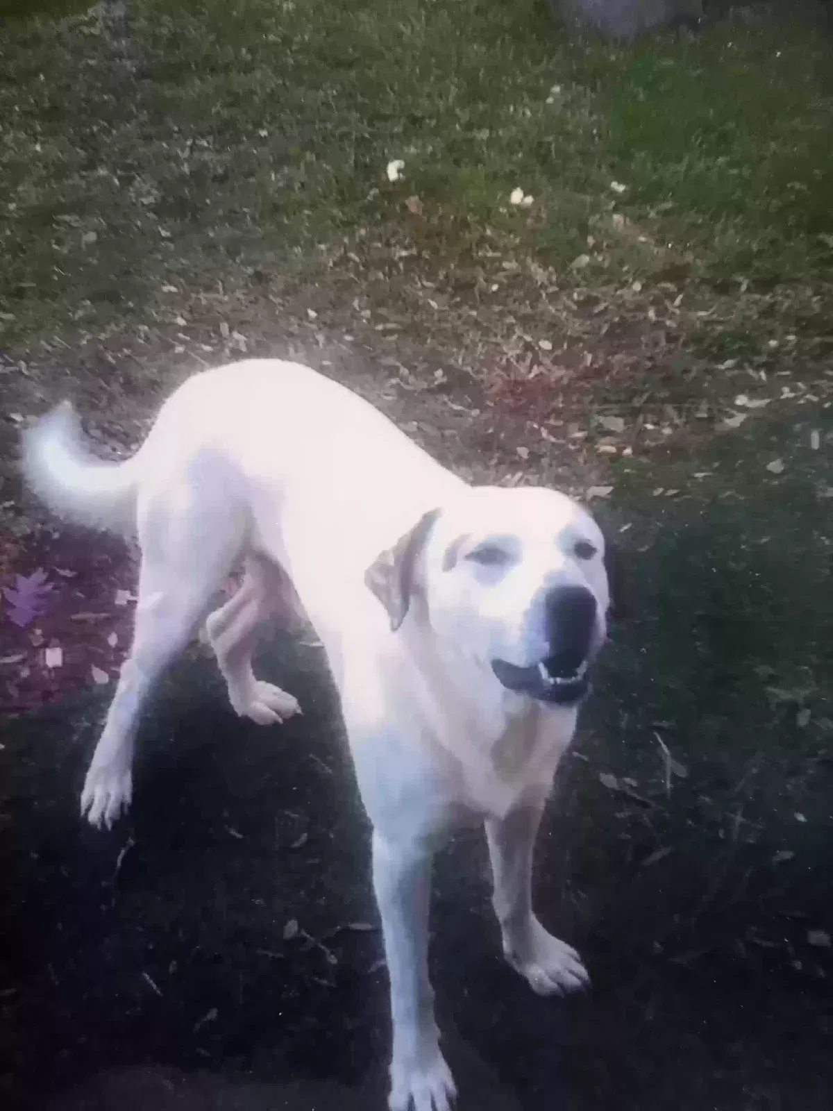 Lost dog in Dalton, GA, 30721