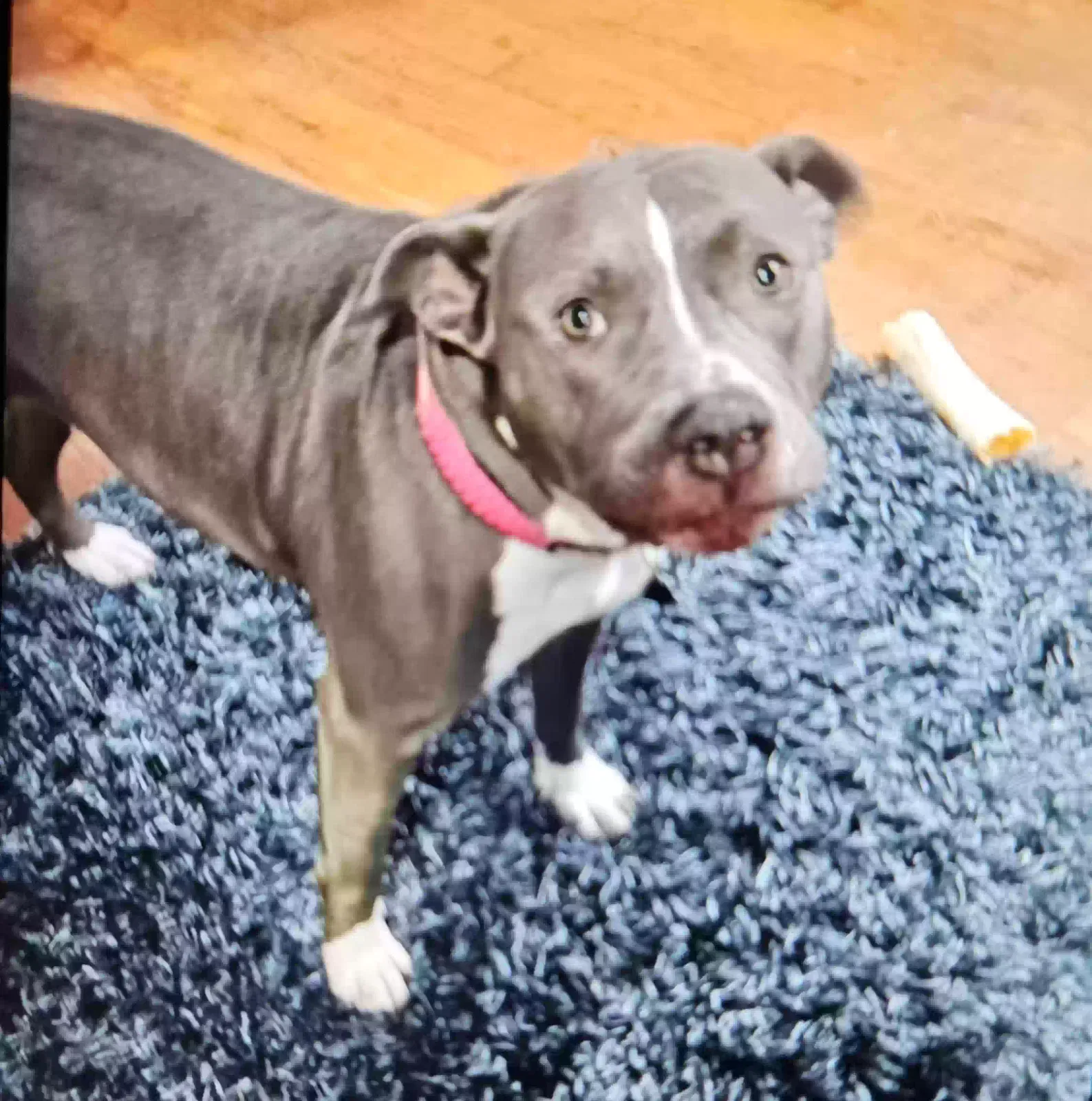 Lost dog in Louisville, TN, 37777