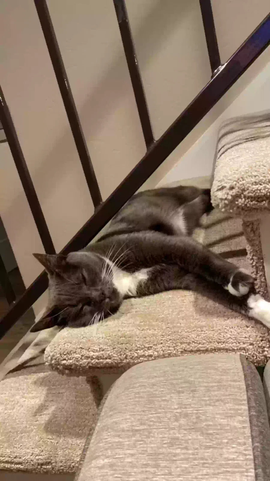 Lost cat in San Diego, CA, 92120