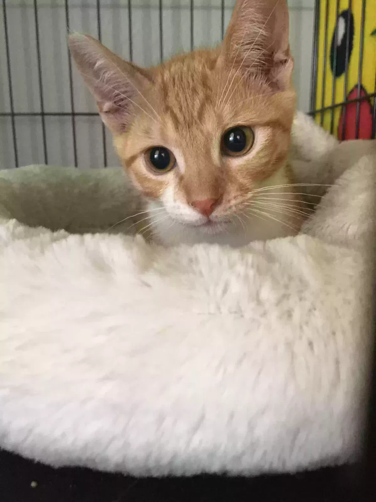 Lost cat in Corpus Christi, TX, 78414