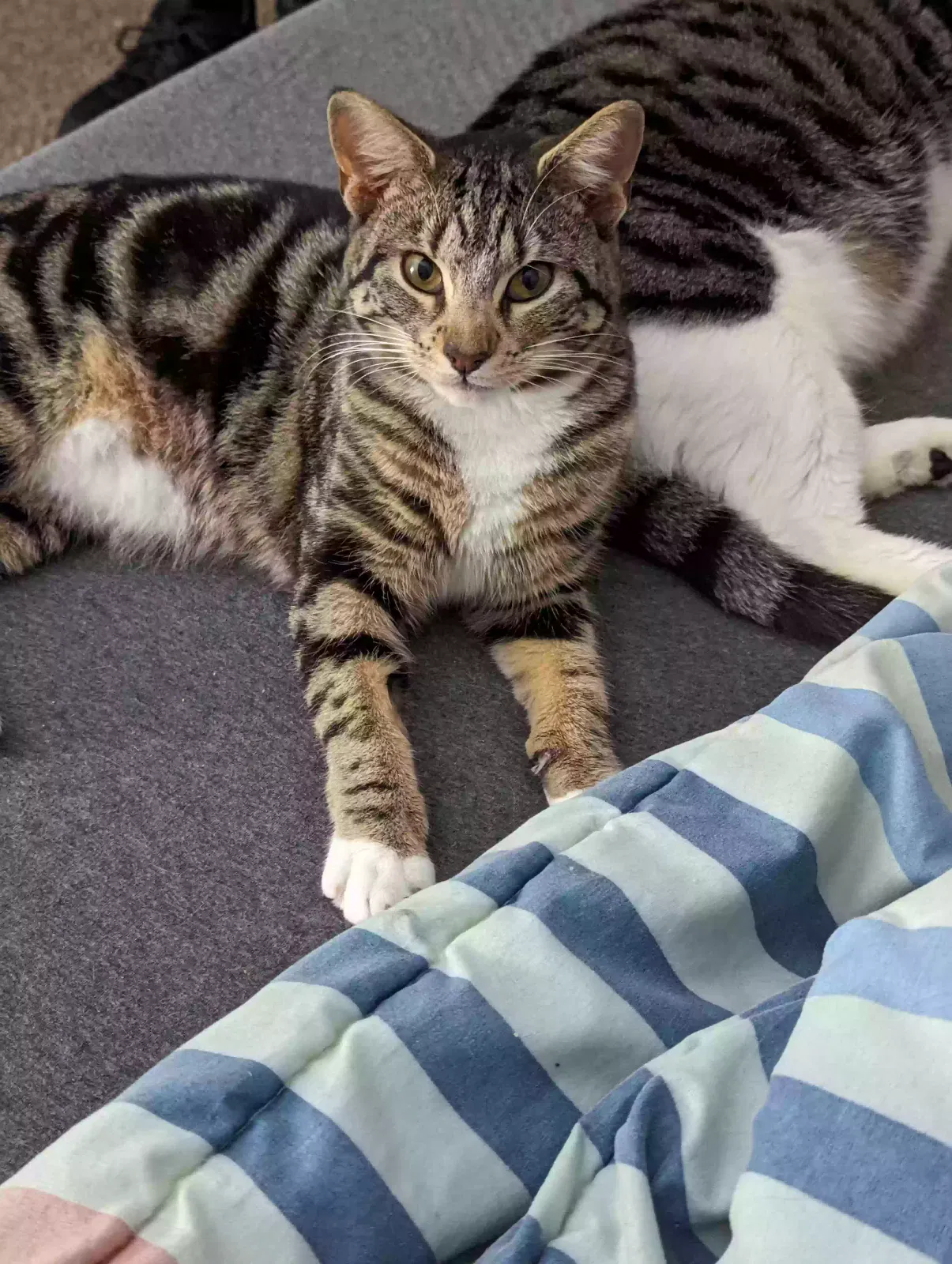 Lost cat in North Little Rock, AR, 72114