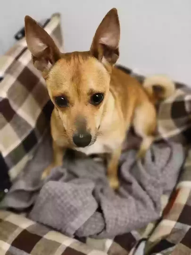 Lost dog in Van Alstyne, TX, 75495